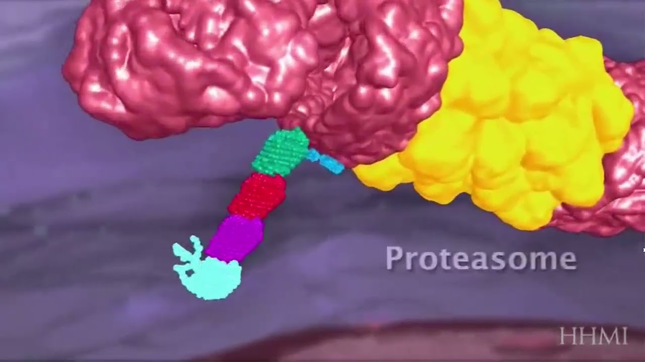 Complejo mayor de histocompatibilidad tipo 1