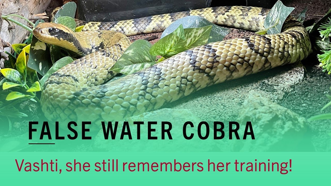 Vashti (False Water Cobra)