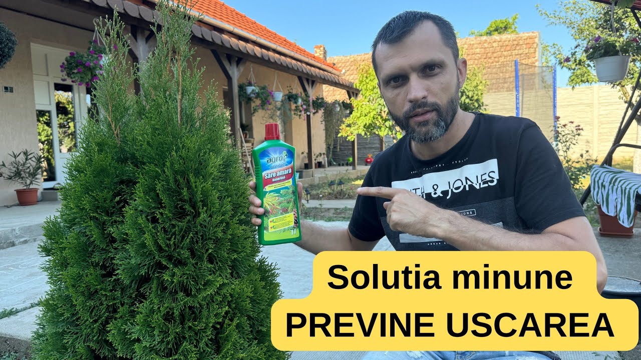 Хотите иметь красивую и здоровую Тую? Используйте раствор, который предотвращает и лечит пожелтение.