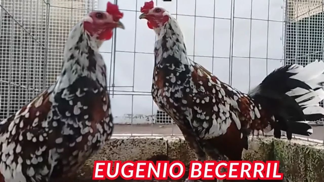 Eugenio Becerril Big Farm Outdoor Breeding Pens