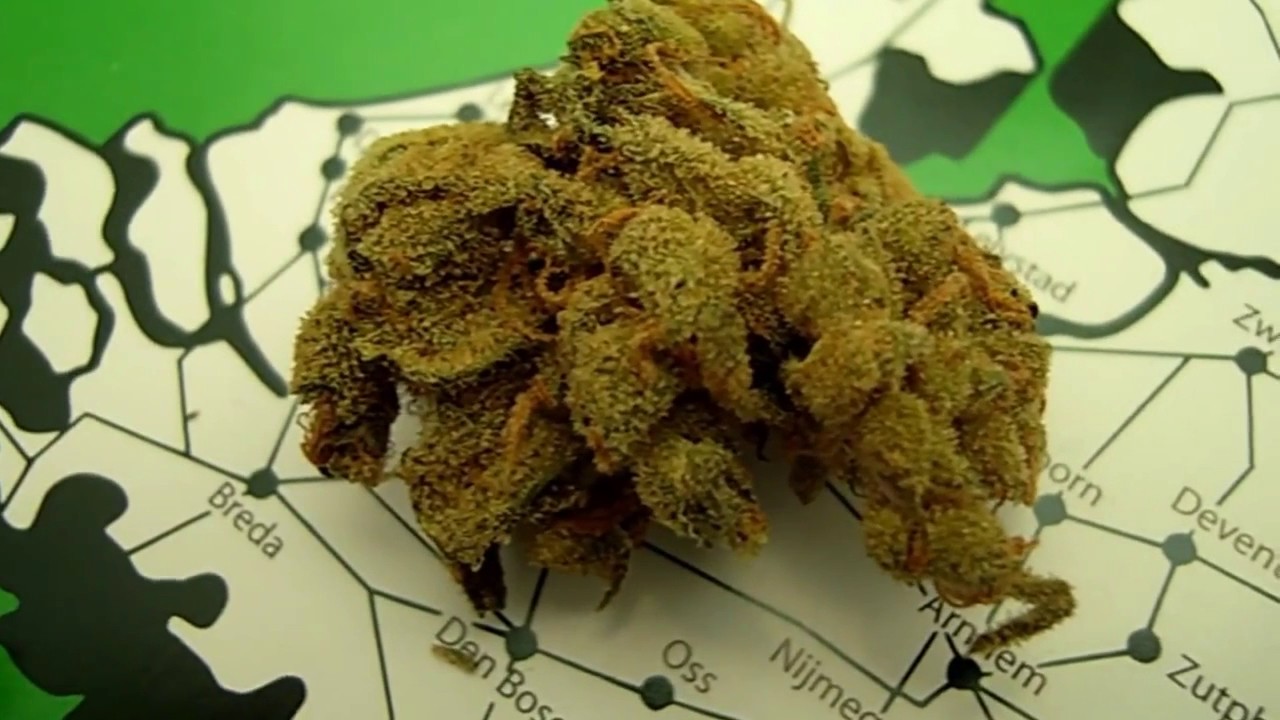 Blueberry Haze from 420 Coffeeshop Amsterdam