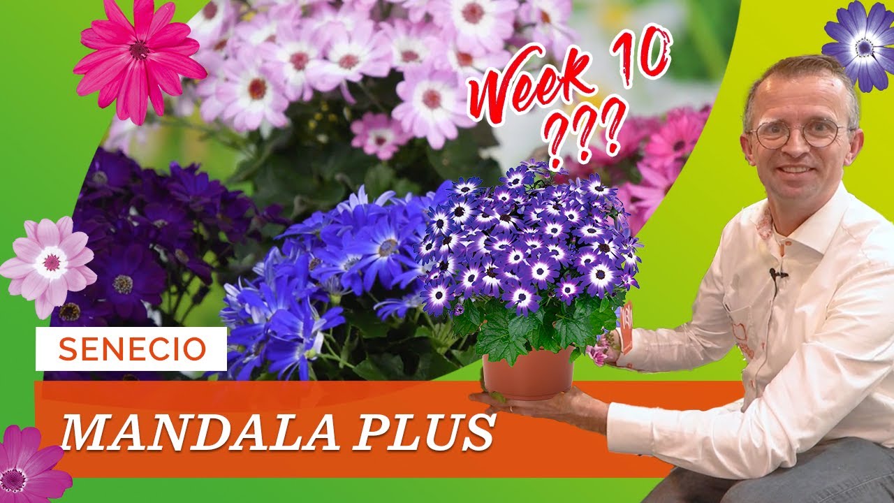IPM '23 - Mandala Plus Senecio