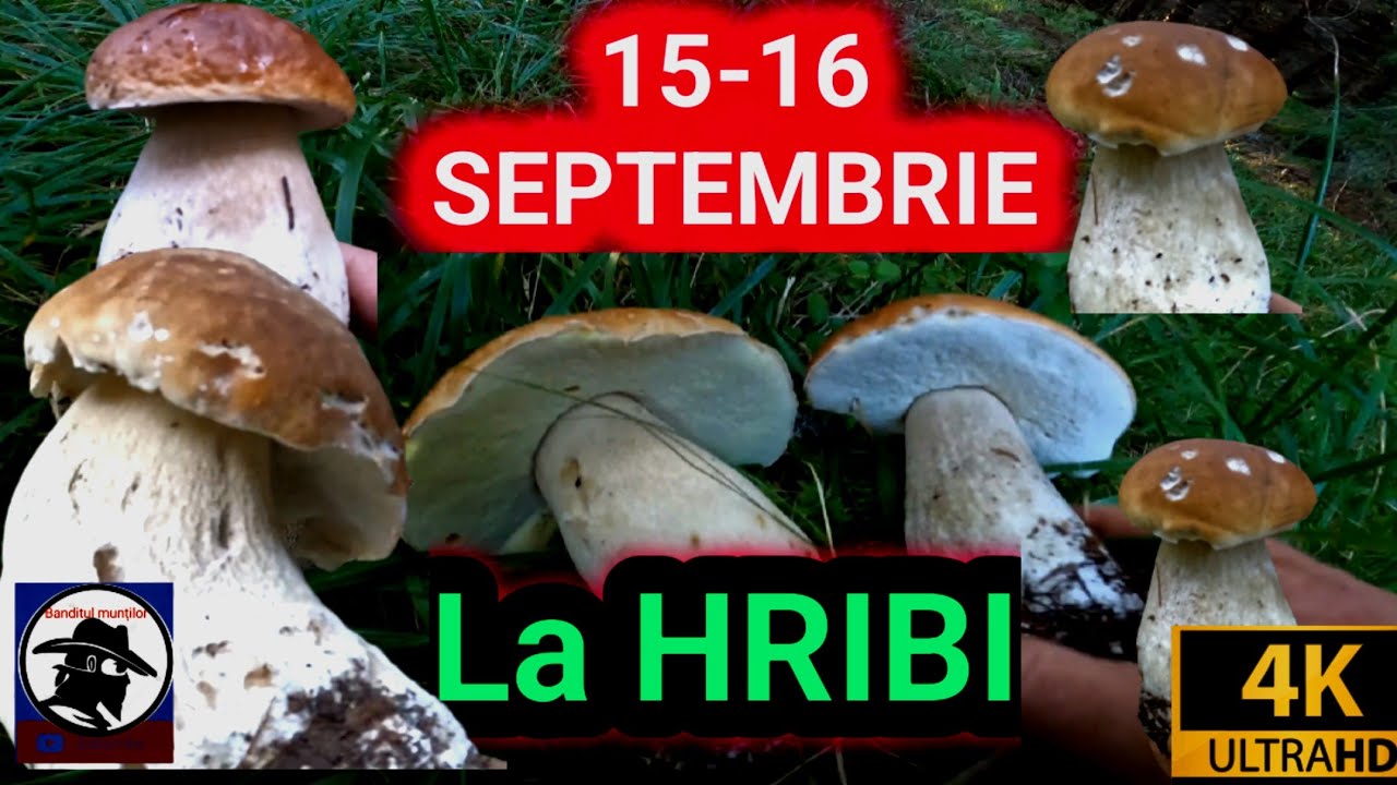 Două zile la rând după hribi!(15 -16 septembrie)! Am explorat 3 păduri din Apuseni! Boletus EDULIS!