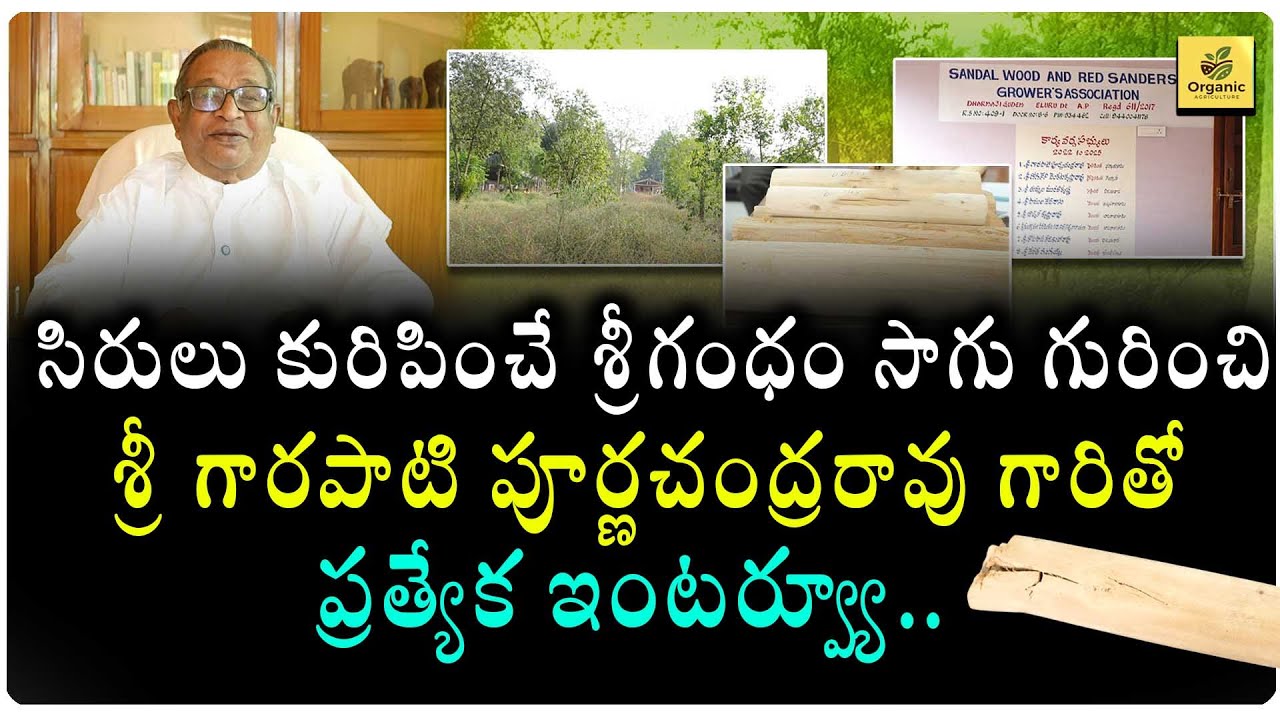 రైతు ముంగిట సిరులు కురిపించే సిరి గంధం అత్యంత లాభాల వాణిజ్య పంట...శ్రీగంధం సాగు పూర్తి వివరాలు..