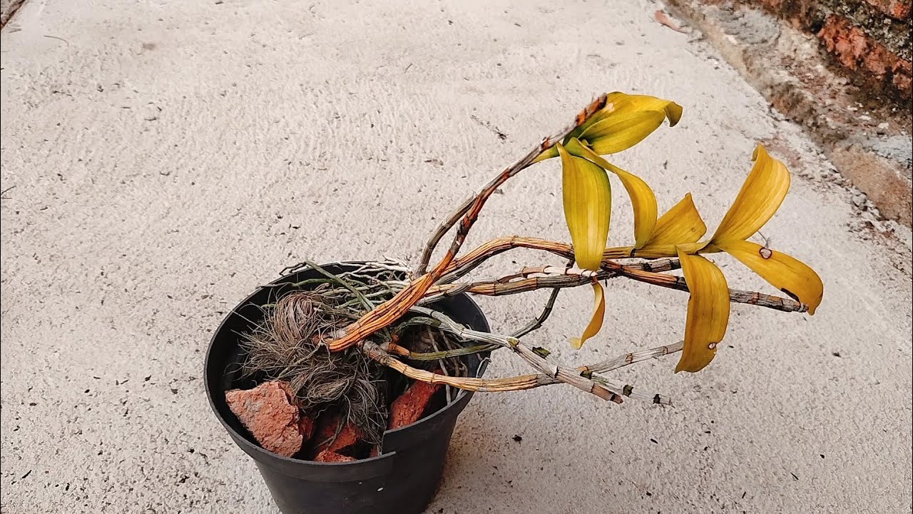 Ketika anggrek sakit,jangan banyak disiram/overwatering ini solusinya