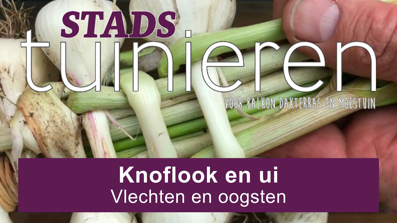Stadstuinieren - Knoflook en ui oogsten en knoflook vlechten - half juni #moestuin