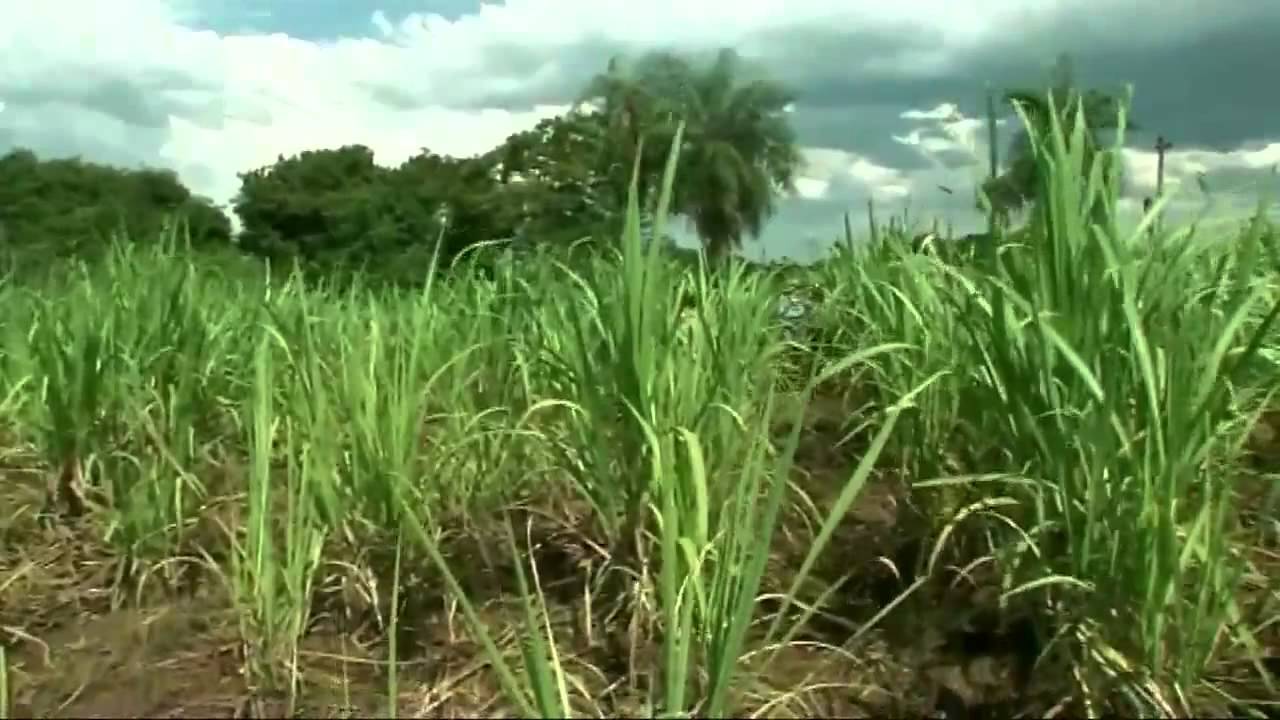 Manduvira - Suikerriet uit Paraguay