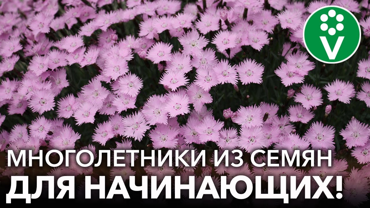 10 ЛУЧШИХ МНОГОЛЕТНИХ ЦВЕТОВ ИЗ СЕМЯН, которые вырастить проще простого! Легко, дешево, красиво!