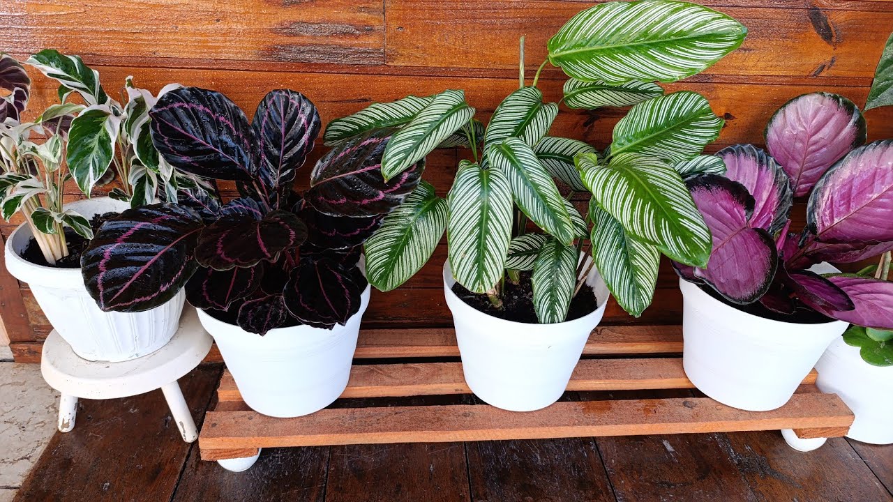 Maranta: Como cultivar, adubar e fazer mudas.