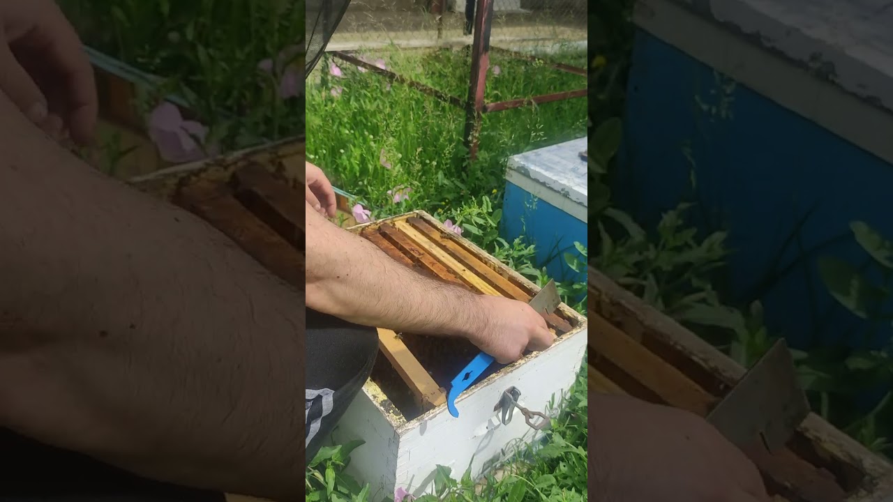 χειρισμοί σε μικρό μελίσσι 3 πλαισιων για γρήγορη ανάπτυξη για τους άπειρους νέους μελισσοκόμους!!