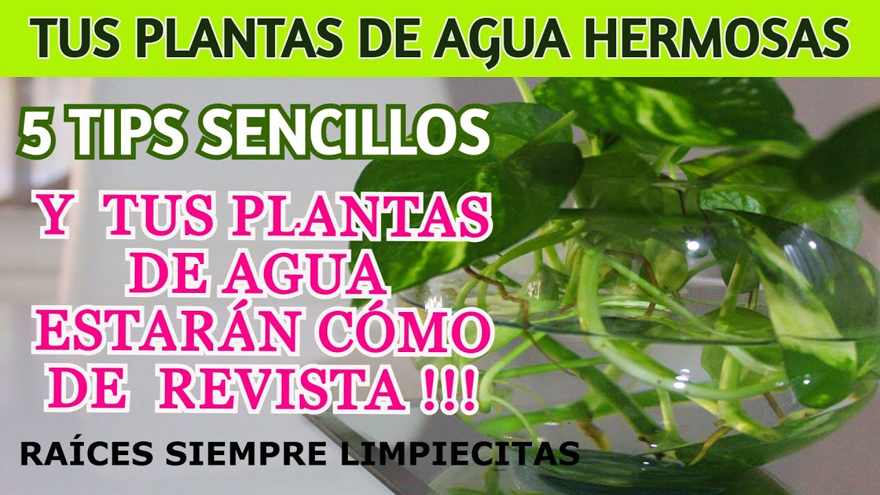 🔝 mira lo fácil de conservar TUS PLANTAS DE AGUA COMO DE REVISTA / Dulce y Natural.