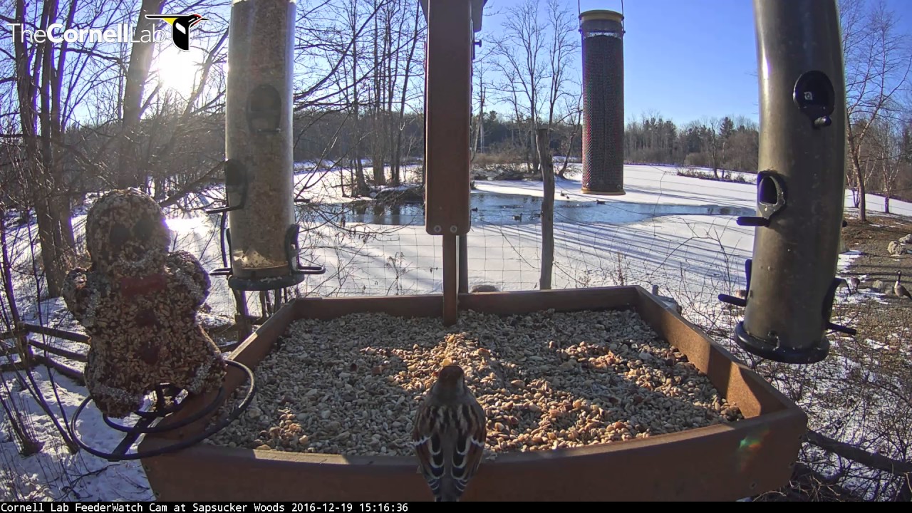 American Tree Sparrow at Cornell Feeders &ndash; Dec. 19, 2016