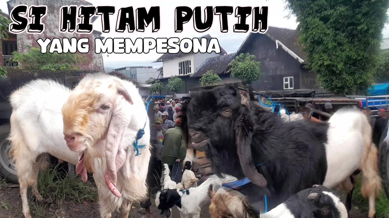 HITAM PUTIH‼️HARGA KAMBING HARI INI DIPASAR DAMPIT MALANG JATIM