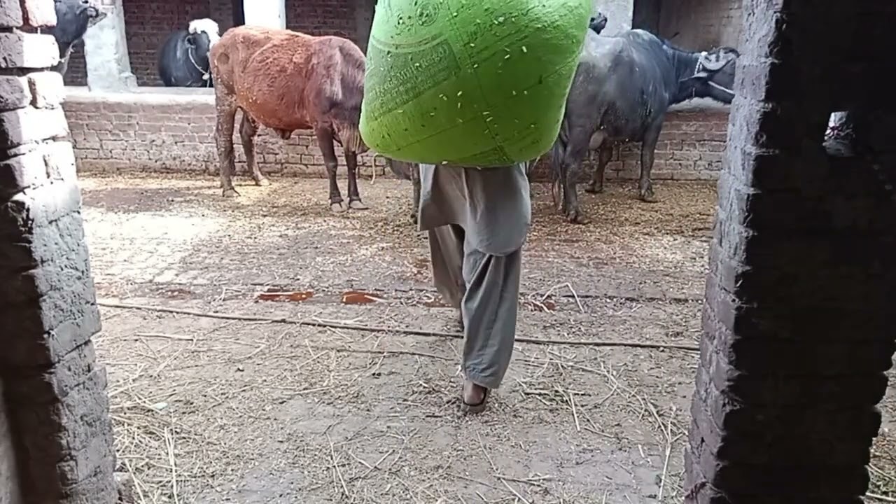 So Cute Cow Cowboy & Buffalo Boy Adventure In Village|Hardwarking Man With Bilal Village Vlogs|