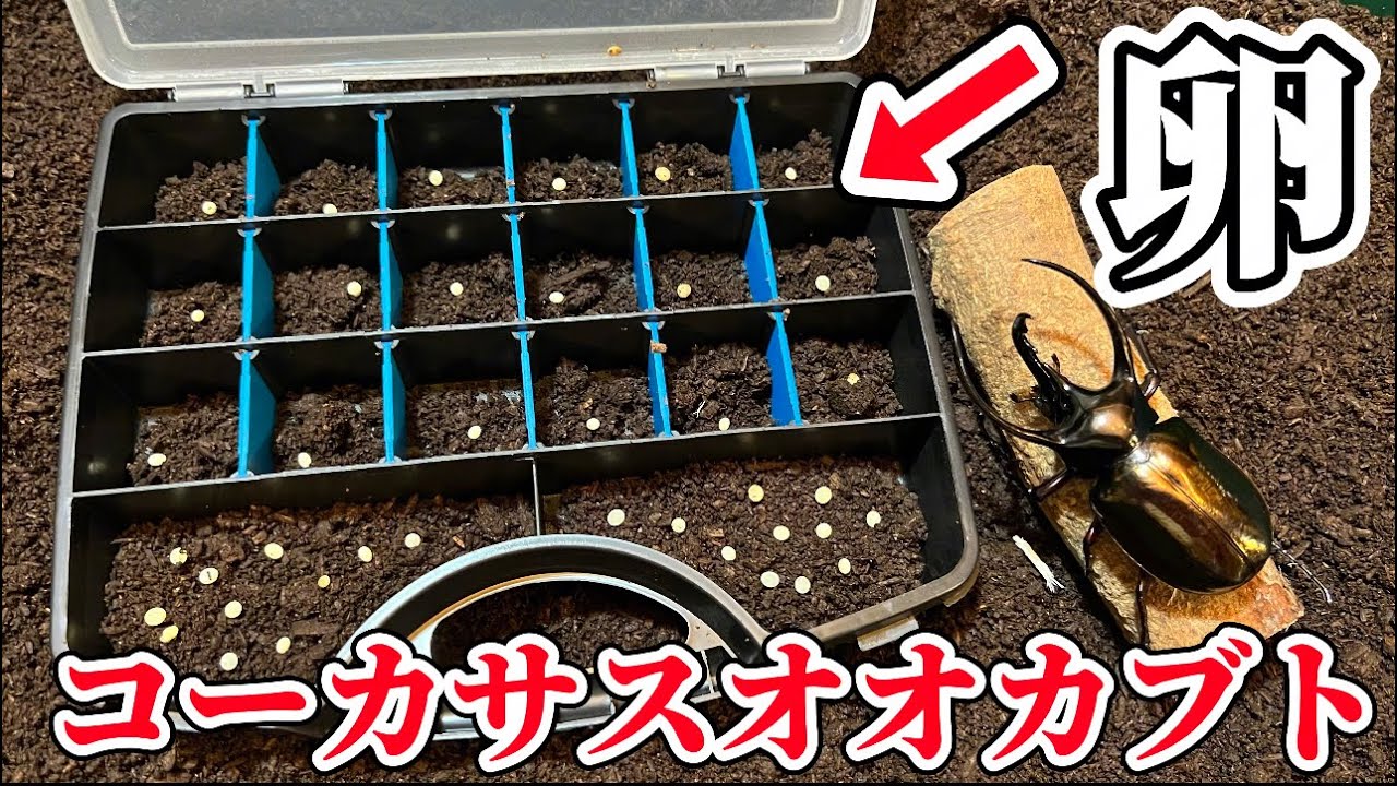 【大量爆産】コーカサスオオカブトの卵が土から大量にでてきた！！！！