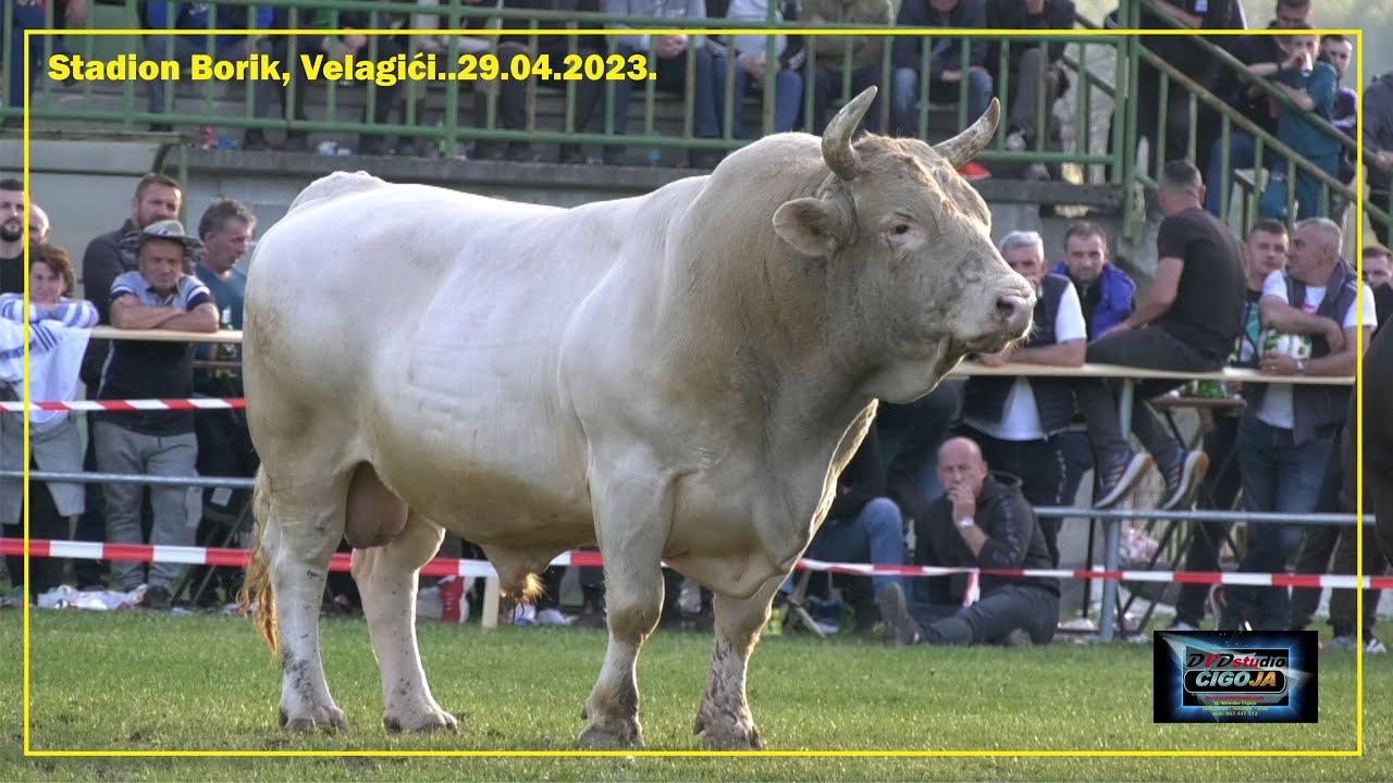 - JABLAN   CVIJAN, Velagići 2023, Nusret Šido prezadovoljan