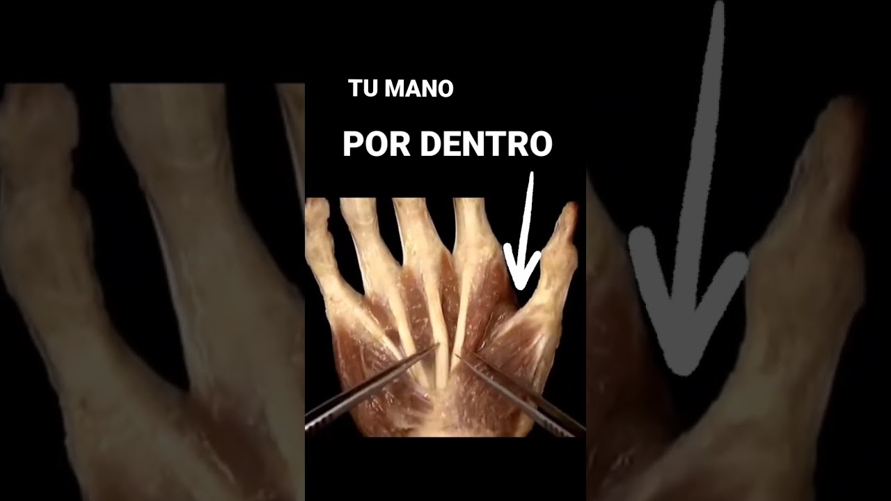 AS&Iacute; ES TU MANO POR DENTRO 😳 #shorts #mano #hand #medicina #anatomia