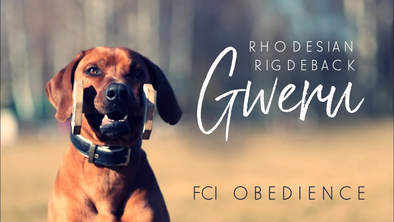 GWERU - rhodesian rigdeback - OBEDIENCE