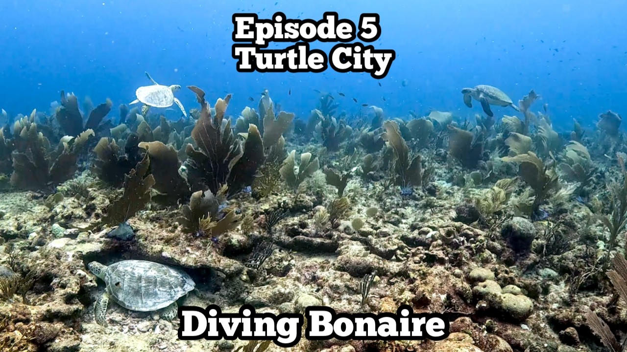 East Coast Diving | White Hole, Turtle City, Funchis, Margate, Buddy@Night | Diving Bonaire '24 Ep 5
