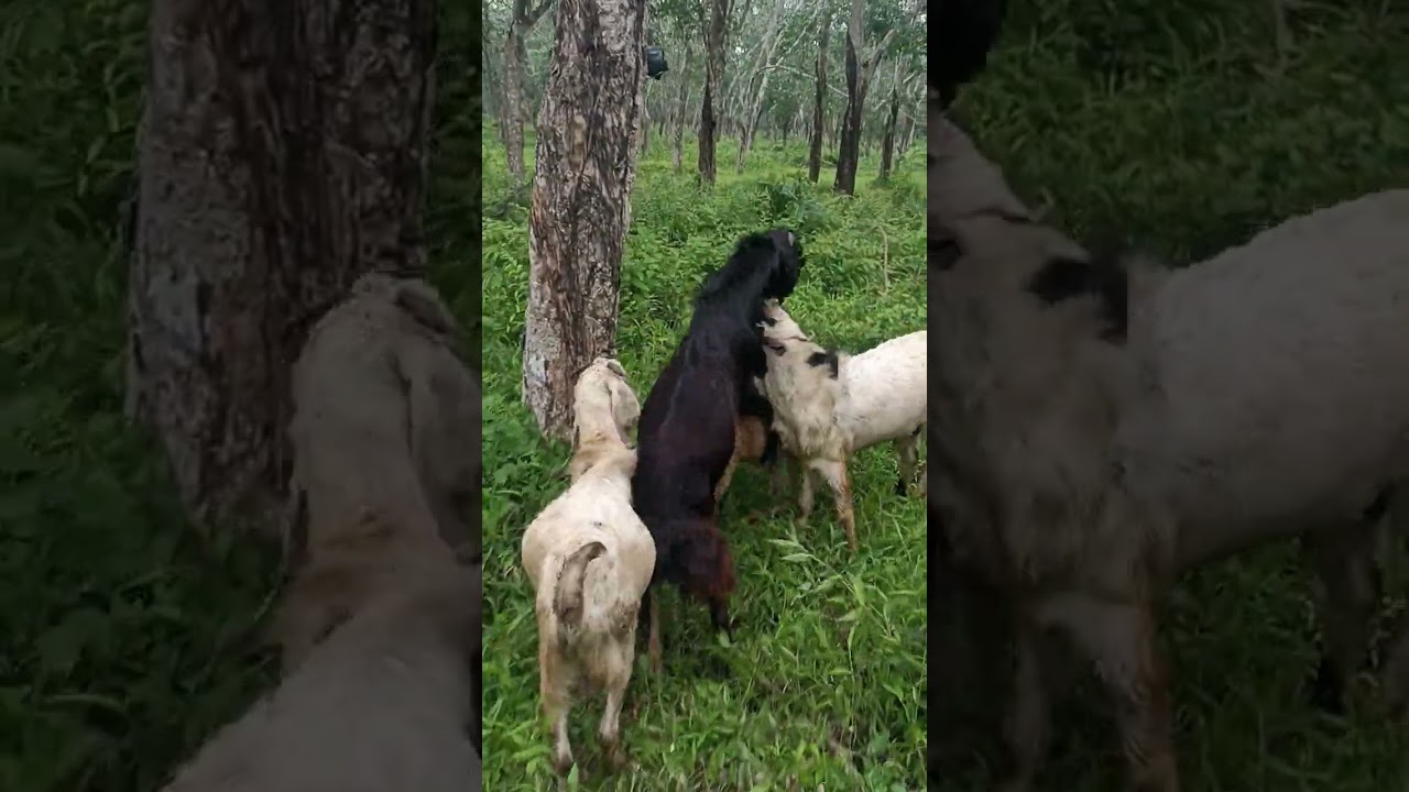 IKUTIN KAMBING K*WIN!! 