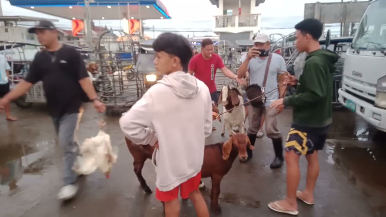 Bilihan ng mga kambing.(Oct 31,2025) #viralvedio #livestock #goat #animalfarming #farmanimals 