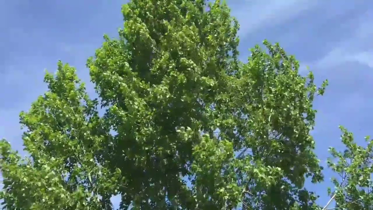 Wind in the trees | Wind blowing through leaves