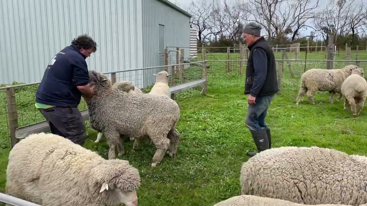 Polwarth sheep on Kangaroo Island ready for Adelaide Show