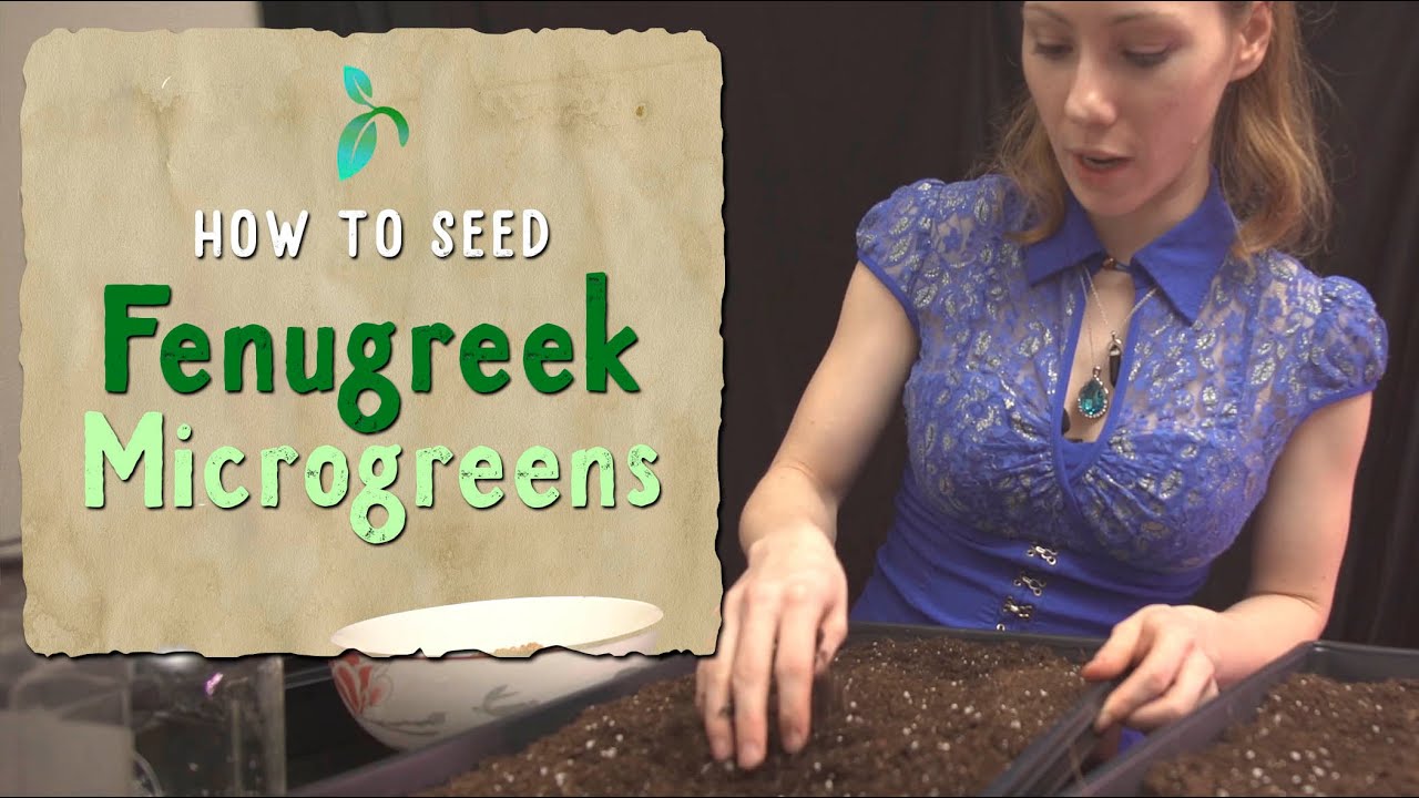 How to Seed Fenugreek Microgreens