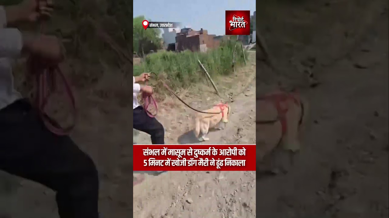 संभल में मासूम से दुष्कर्म के आरोपी को, 5 मिनट में खोजी डॉग मैरी ने ढूंढ निकाला #SambhalCase