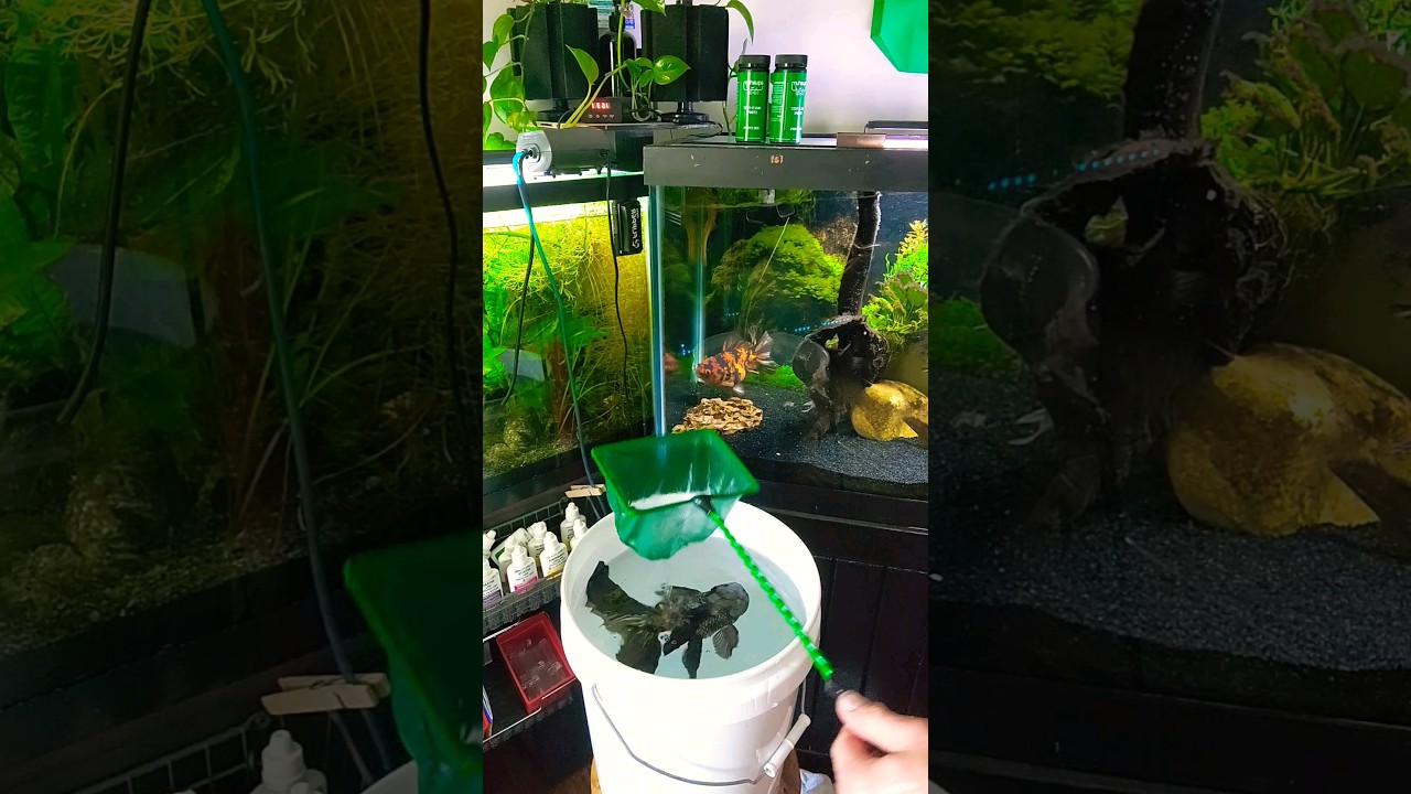 How To Heal Your Sick Or Injured Fish Fast! #shorts