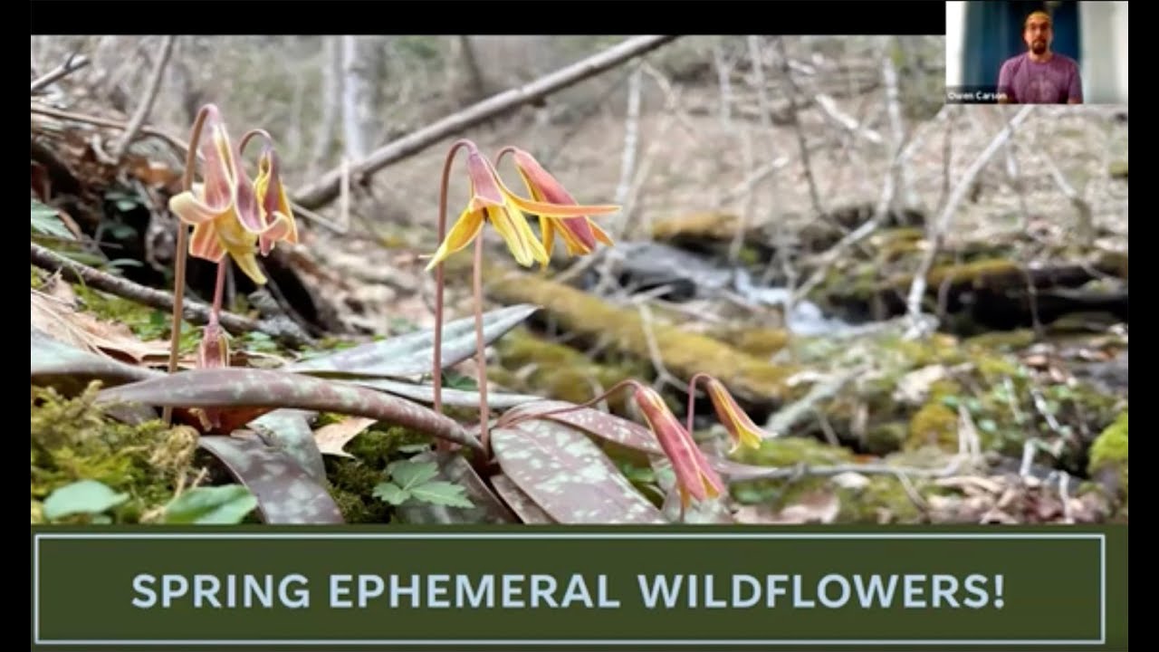 Virtual Lunch and Learn: Spring Ephemerals with Owen Carson