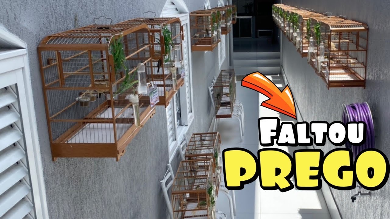 CRIAR COLEIRO OU PAPA-CAPIM N&Atilde;O &Eacute; PRA MEDROSO