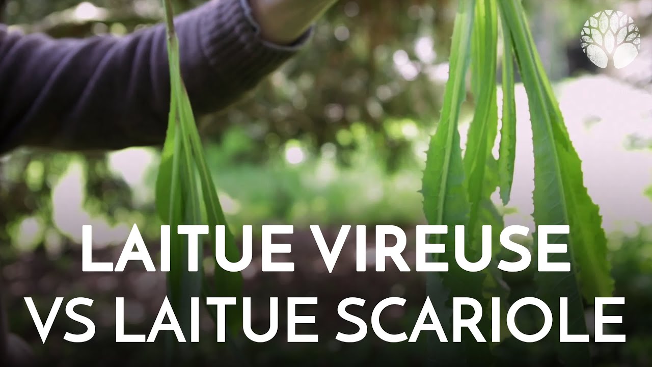 Laitue vireuse VS laitue scariole