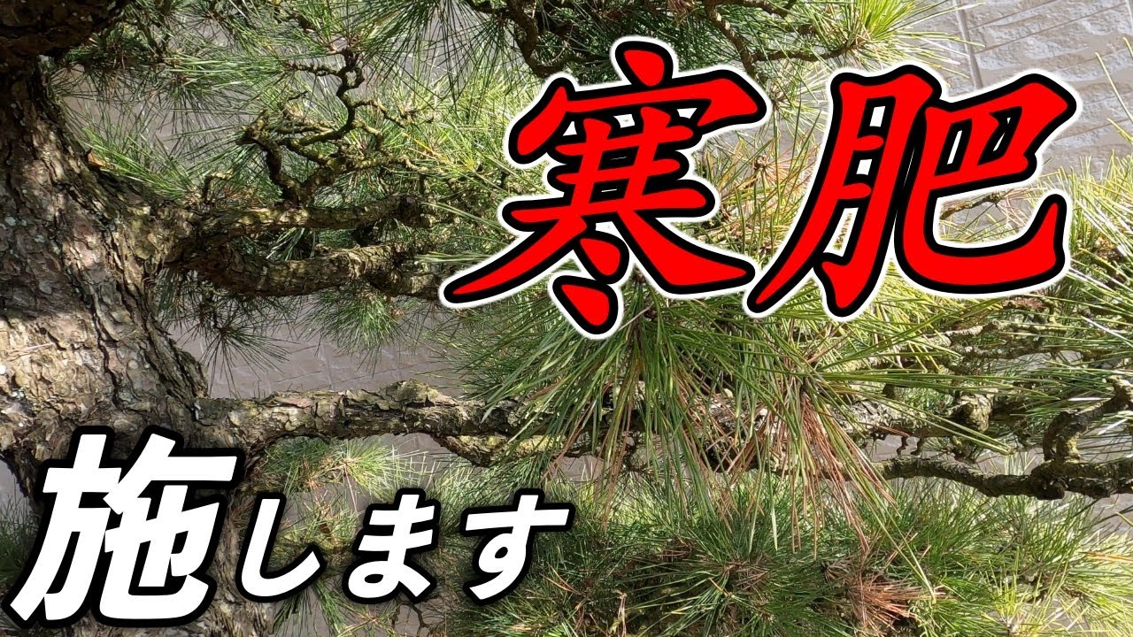 寒肥。冬には冬の作業があります。春からの植物の為に、寒肥を施して行きます