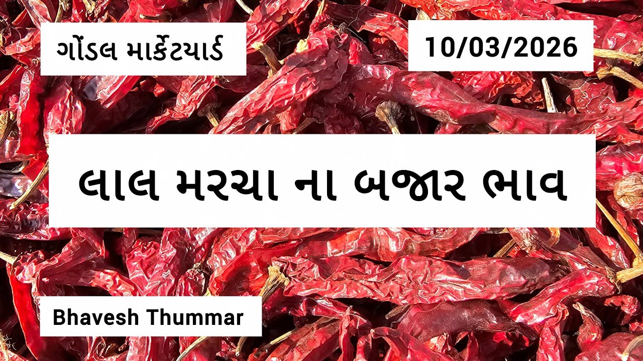 સૂકા મરચા ના બજાર ભાવ l 10/03/2026 l ગોંડલ માર્કેટયાર્ડ  l Bhavesh Thummar #trending #youtube #viral