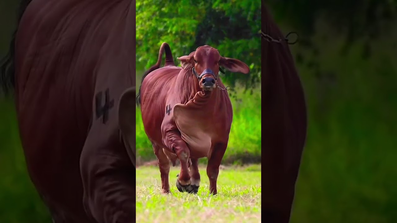 RedCow❤️Sprints with ❤️Joy #cow #cowvideos#fyp#viralvideo #viralnaat#youtubeshorts #shortsfeed❤️&hearts;️🌹