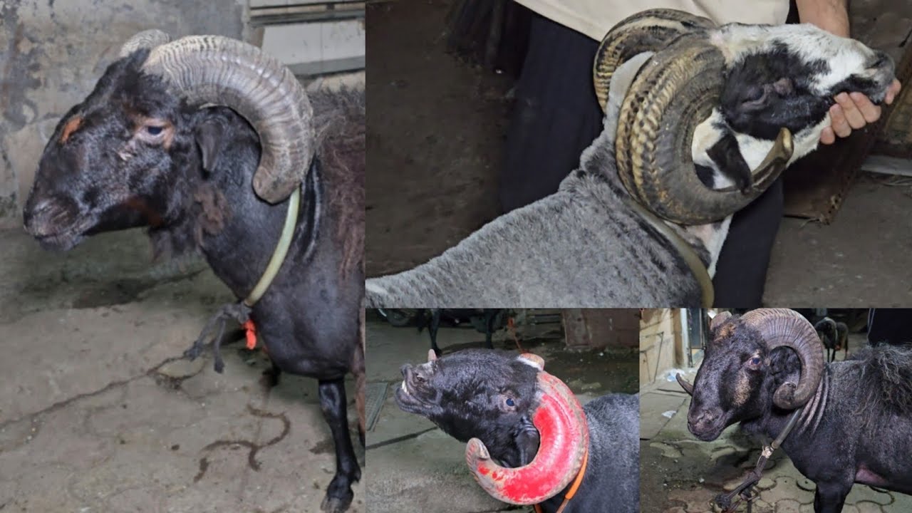 Ek se Badke Ek Rampuri mende || Al Mehtab Goat Farm