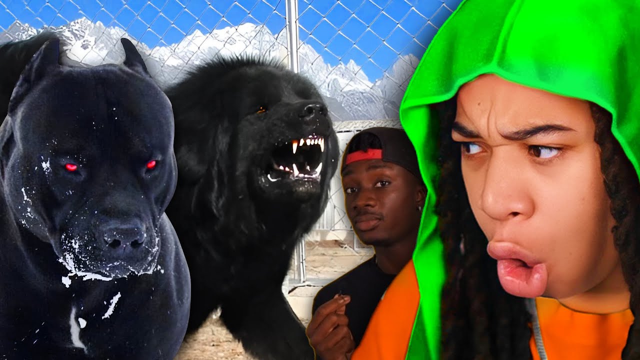 Dogs That Will Send You to GOD