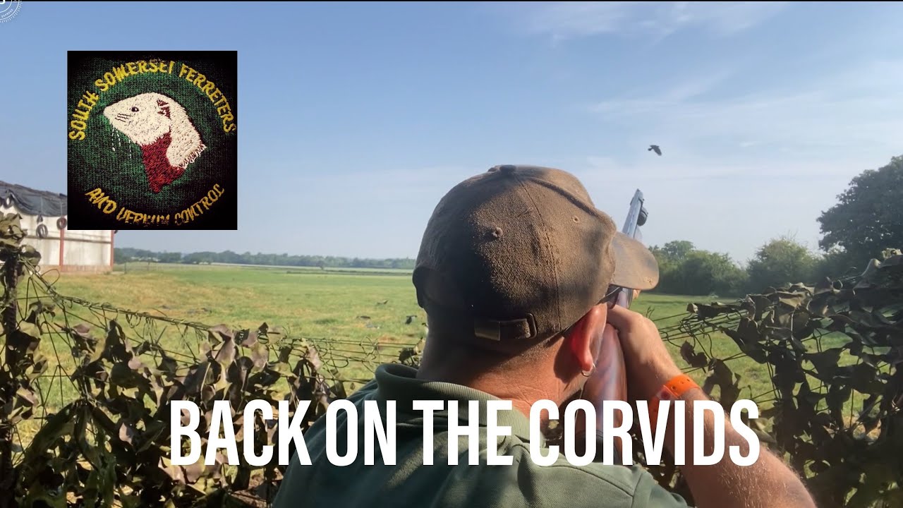 Back on the corvids - crow shooting - ShotKam