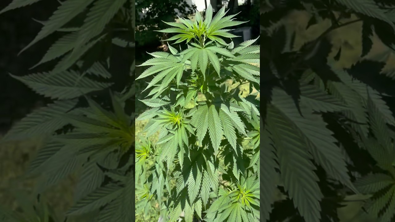 Week 20 grow 🤩🍃 #cannabiseducation #green #howtogrowcannabis outdoor grow