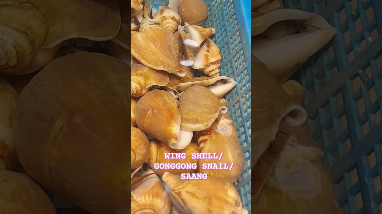 LAEVISTROMBUS CANARIUM/WING SHELL/GONGGONGSNAIL/SAANG/CONCH SHELL