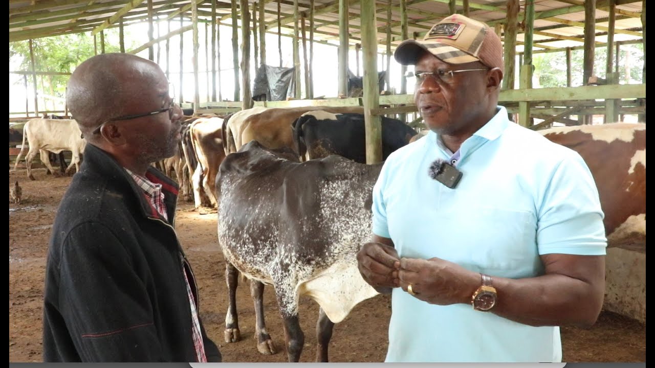 DAIRY AND BEEF COWS THAT ATTRACT BEES:KILIFI NORTH MP OWEN BAYA'S DREAM FOR KAHINGONI FEEDLOT FARM.