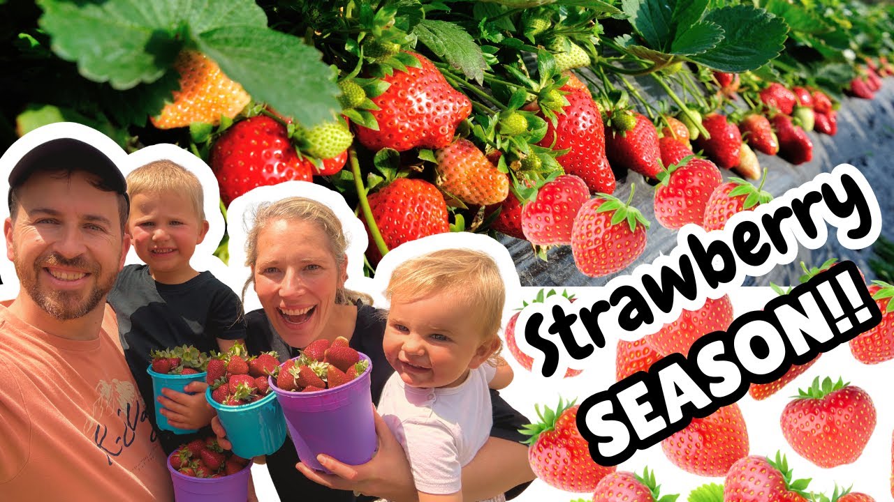 #72. Picking Strawberries at Mooihoek Strawberry farm | Jeffreys bay | South Africa