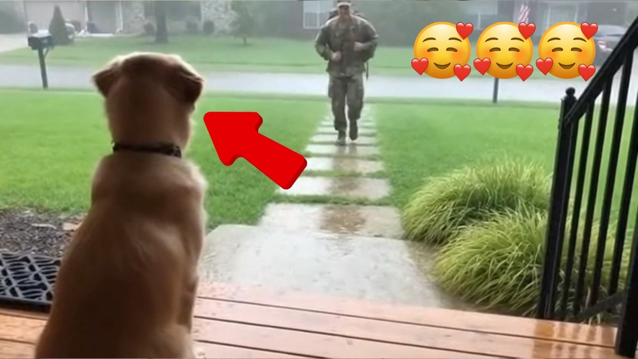 😊 😊 😊 Soldier Dad's Return After Months Away. Dogs Go Crazy with Joy! #dog