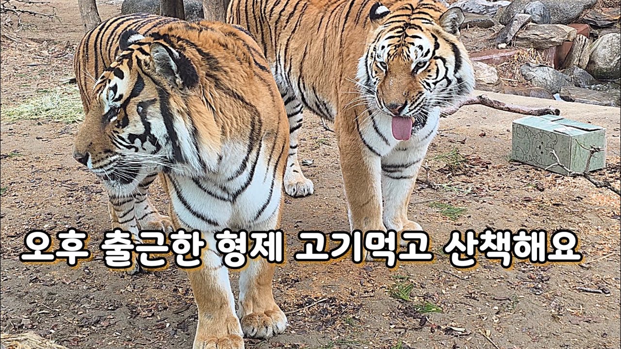 형이 침바른 소고기 동생이 먹지요, 그래도 사이좋은 🐯 #호랑이형제 #다운 #나라 #Amurtiger #에버랜드