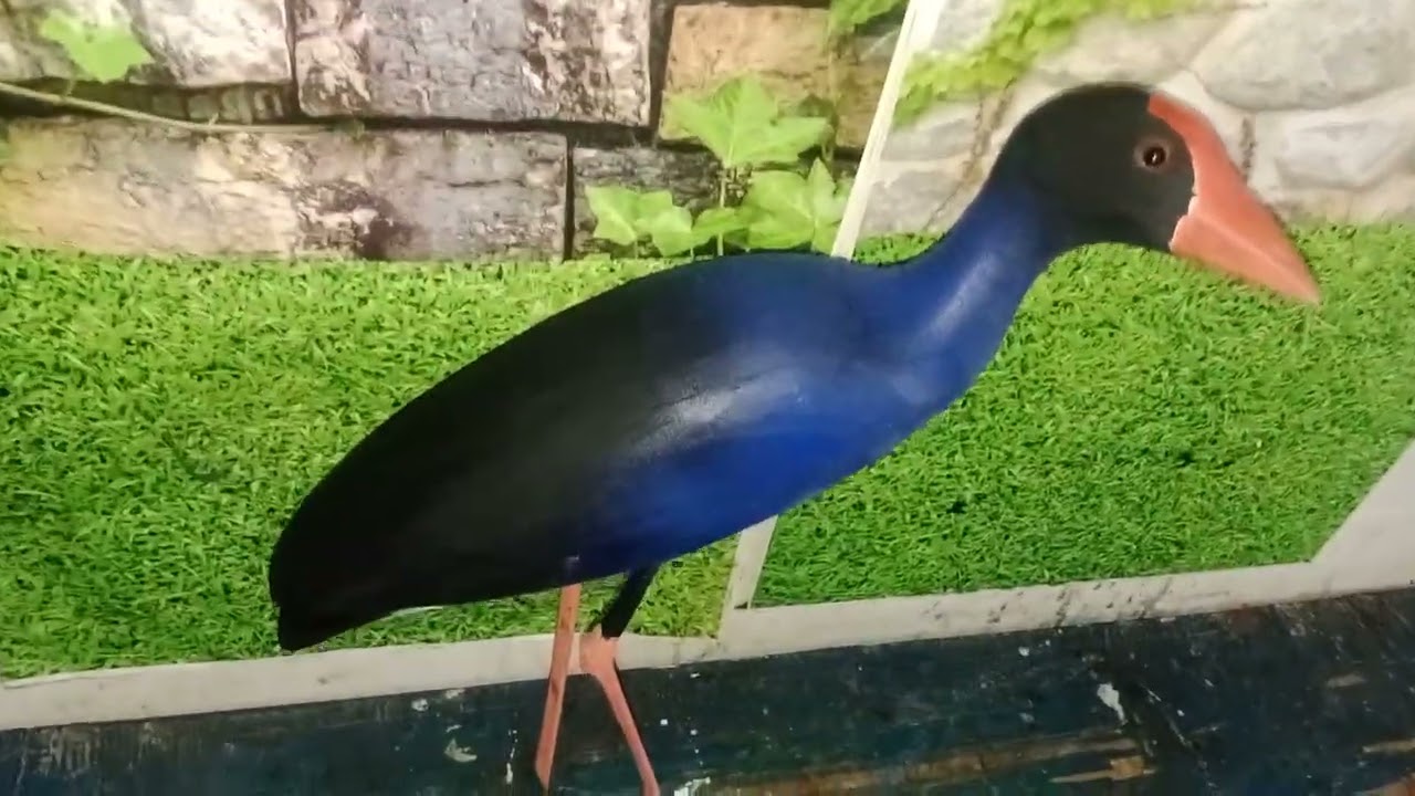 jontrot burung mandar biru terbaik