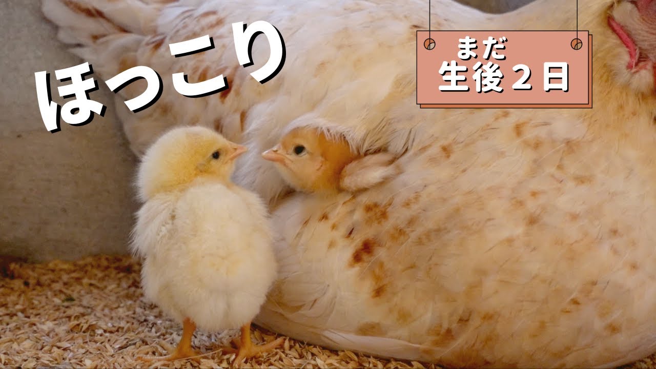 ほっこりなひよこ親子に癒やされる…！【生後２日】