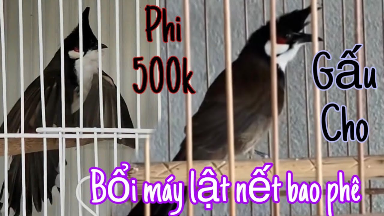 CHÀO MÀO LÂN TÊ MẶT QUỶ.HÀNG HIẾM.SIÊU BỔI HÓT GIONG CHUÔNG XOÁN.THÁI ĐỘ TỐ PHI RẺ