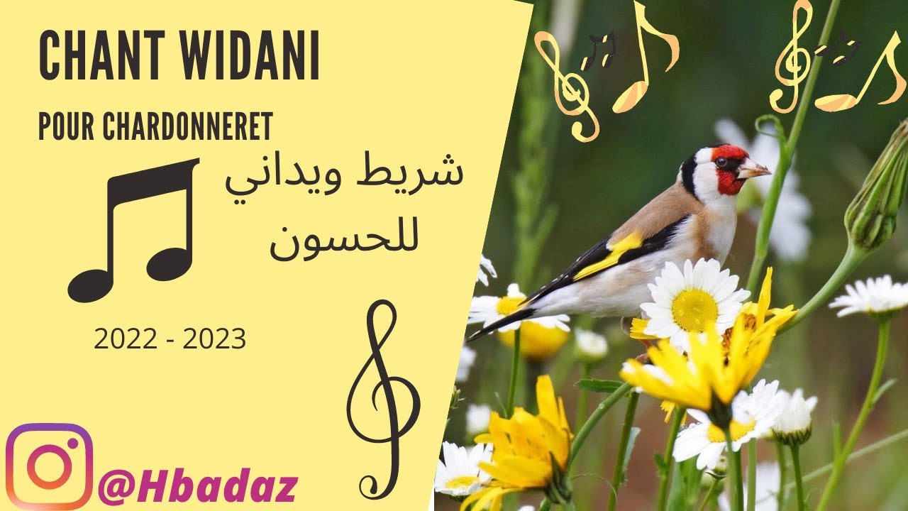 Chant chardonneret Widani 1.2 شريط حسوني الوداني 2022 -2023