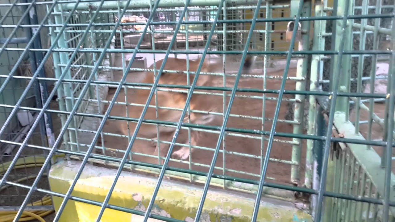 Tiger Lion Leopards Feeding Chicken in Dubai Zoo